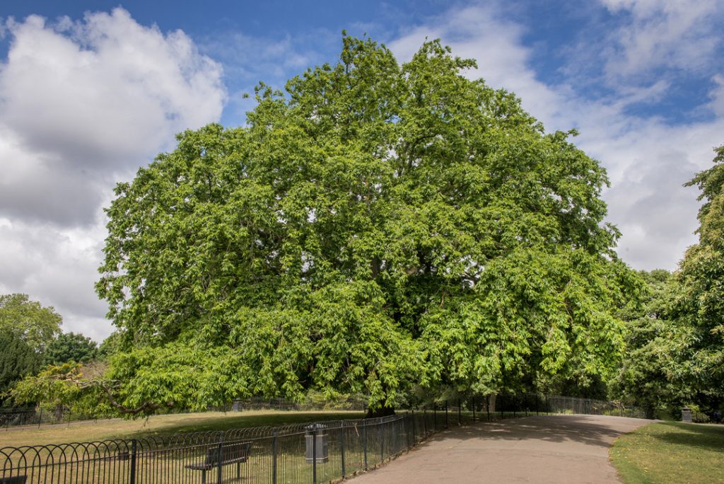 Horton and Garton: Ravenscourt Park – Follow The Tree Trail…