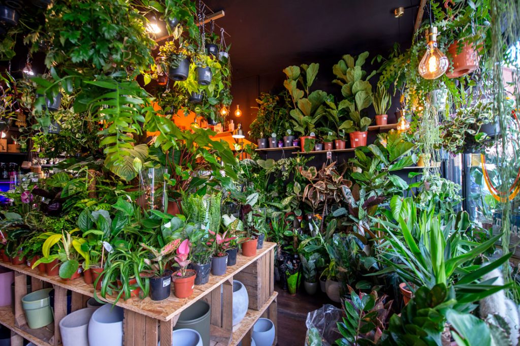 Chiswick Plant Shop, Chiswick Plants, Urban Tropicana, The Plant Shop, Indoor Plants, Outdoor Plants