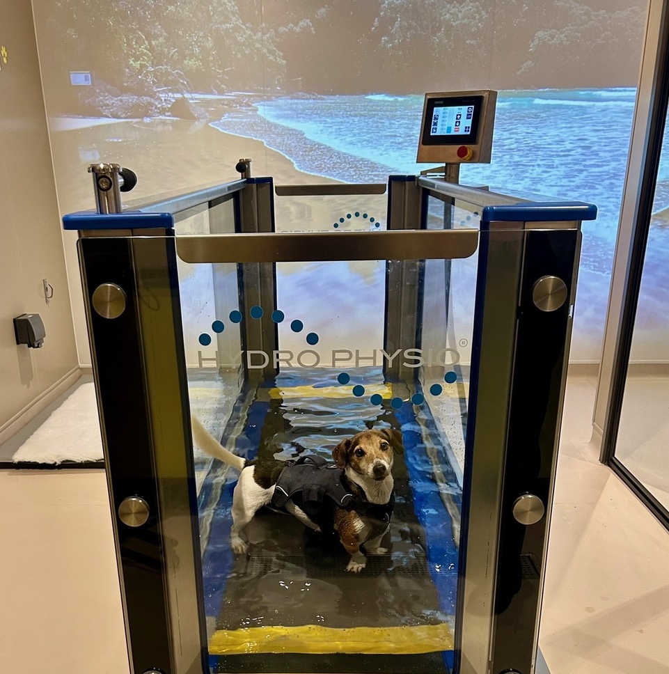 Pawra, Dog Wellness, Dog Health, Dog Vet, Dog Physiotherapy, Dog Hydrotherapy, Chiswick Dog Care, Chiswick Dog Vet