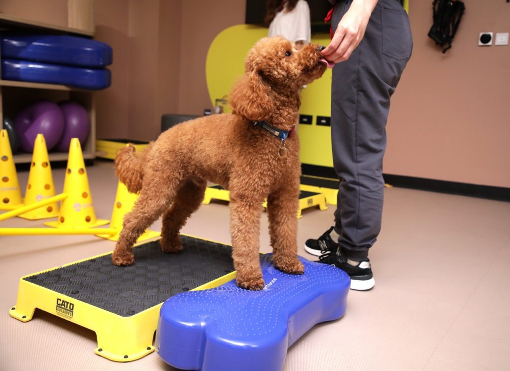 Pawra, Dog Wellness, Dog Health, Dog Vet, Dog Physiotherapy, Dog Hydrotherapy, Chiswick Dog Care, Chiswick Dog Vet