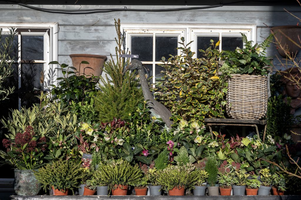 W6 Garden Centre and Café, Garden Centre, W6 Café, Hammersmith Garden Centre, Hammersmith Cafe, Landscape Gardening, Urban Garden, Urban landscape Garden, Christmas Gifts, Christmas Toys, Christmas Presents, Hammersmith Popup