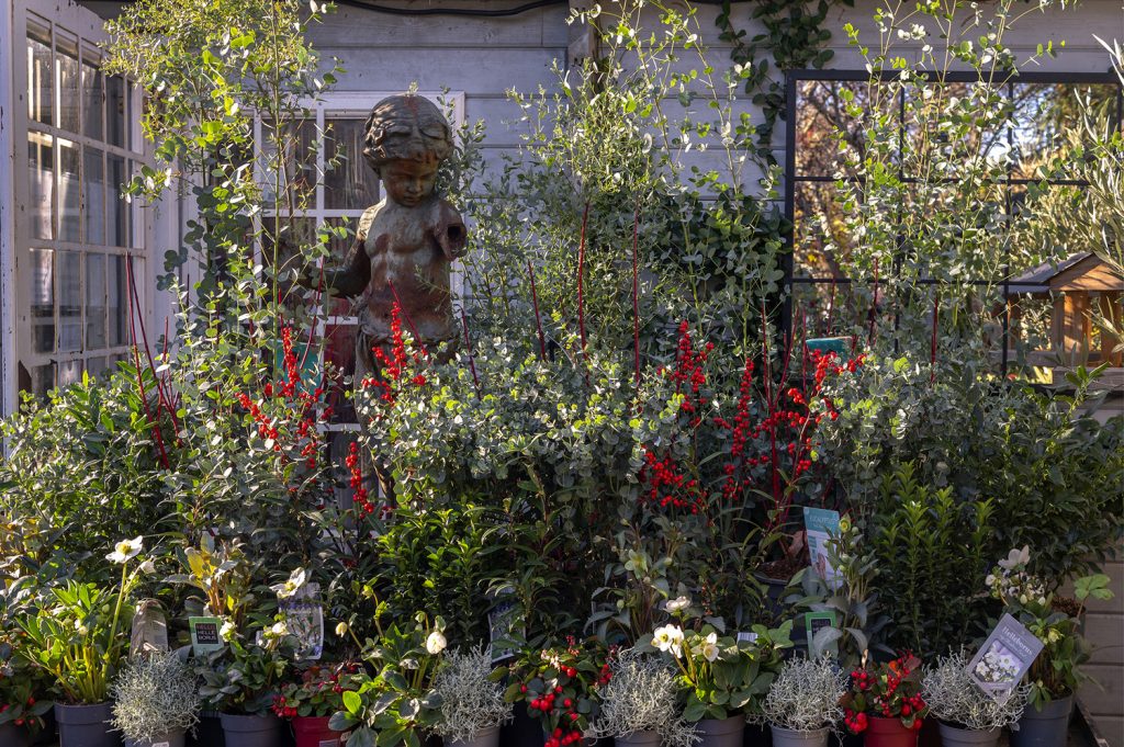 W6 Garden Centre and Café, Garden Centre, W6 Café, Hammersmith Garden Centre, Hammersmith Cafe, Landscape Gardening, Urban Garden, Urban landscape Garden, Christmas Gifts, Christmas Toys, Christmas Presents, Hammersmith Popup