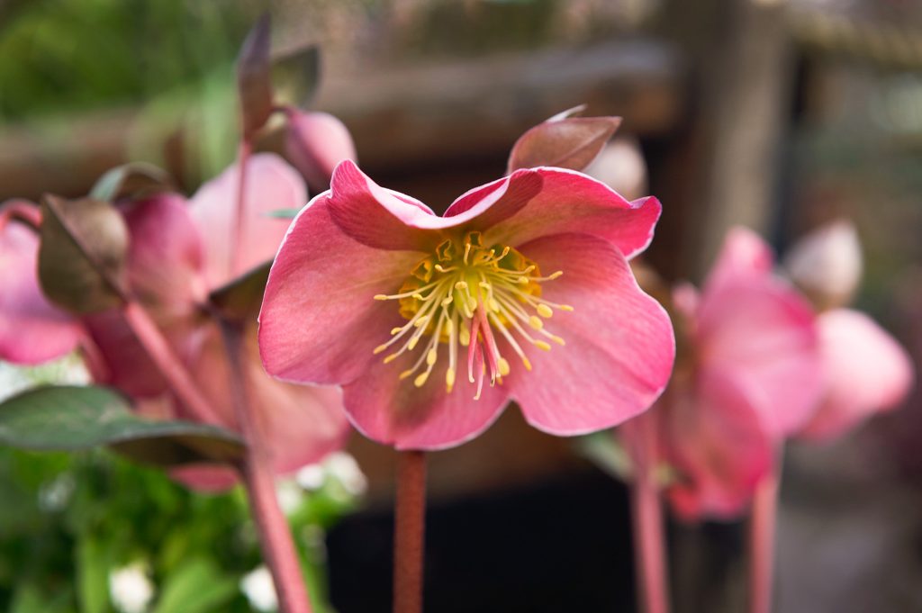 W6 Garden Centre and Café, Garden Centre, W6 Café, Hammersmith Plants, Hammersmith Garden Centre, Hammersmith Cafe, Landscape Gardening, Urban Garden, Urban landscape Garden