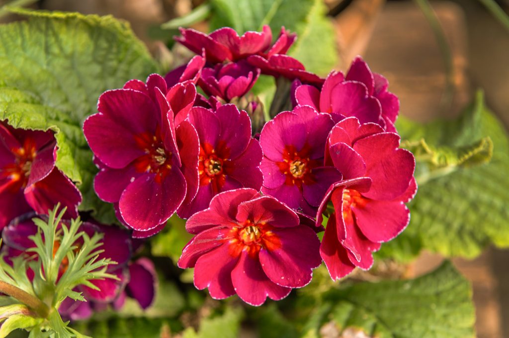 W6 Garden Centre and Café, Garden Centre, W6 Café, Hammersmith Plants, Hammersmith Garden Centre, Hammersmith Cafe, Landscape Gardening, Urban Garden, Urban landscape Garden