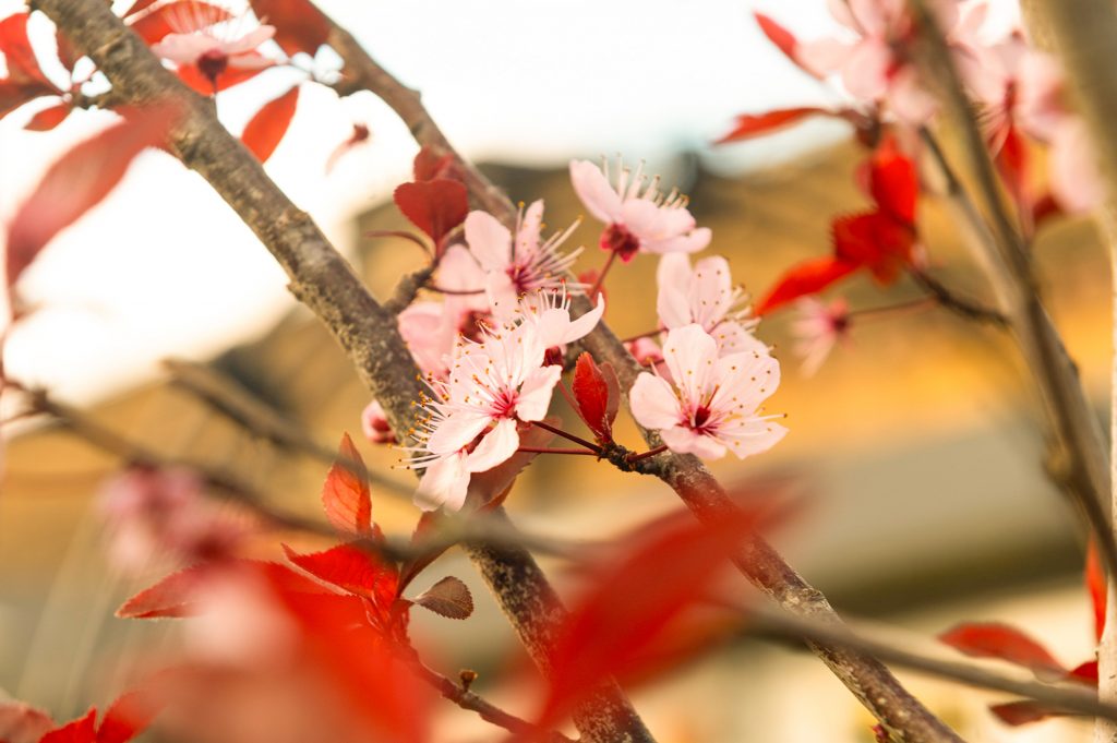 W6 Garden Centre and Café, Garden Centre, W6 Café, Hammersmith Plants, Hammersmith Garden Centre, Hammersmith Cafe, Landscape Gardening, Urban Garden, Urban landscape Garden