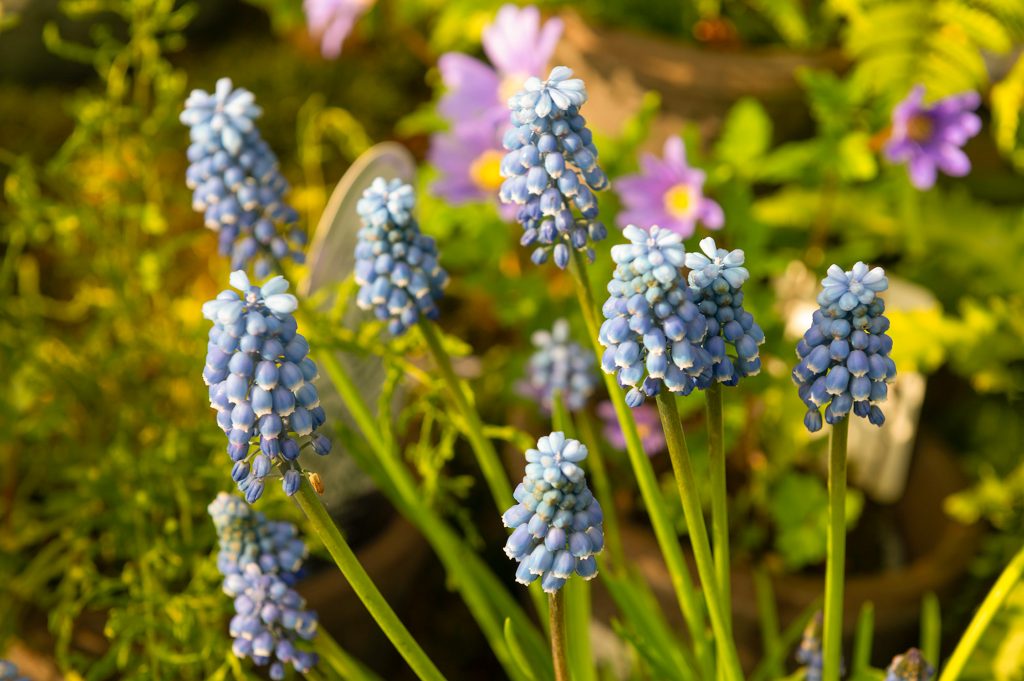 W6 Garden Centre and Café, Garden Centre, W6 Café, Hammersmith Plants, Hammersmith Garden Centre, Hammersmith Cafe, Landscape Gardening, Urban Garden, Urban landscape Garden