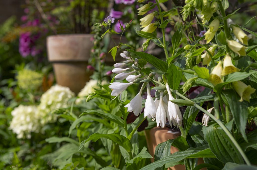 W6 Garden Centre and Café, Garden Centre, W6 Café, Hammersmith Plants, Hammersmith Garden Centre, Hammersmith Cafe, Landscape Gardening, Urban Garden, Urban landscape Garden
