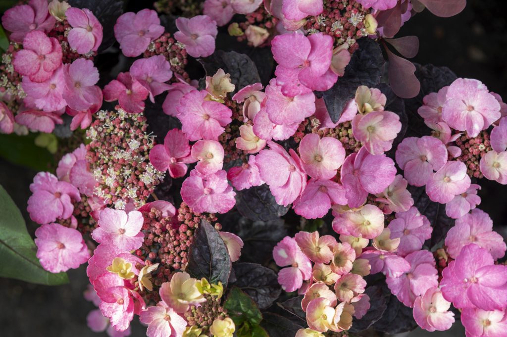 W6 Garden Centre and Café, Garden Centre, W6 Café, Hammersmith Plants, Hammersmith Garden Centre, Hammersmith Cafe, Landscape Gardening, Urban Garden, Urban landscape Garden