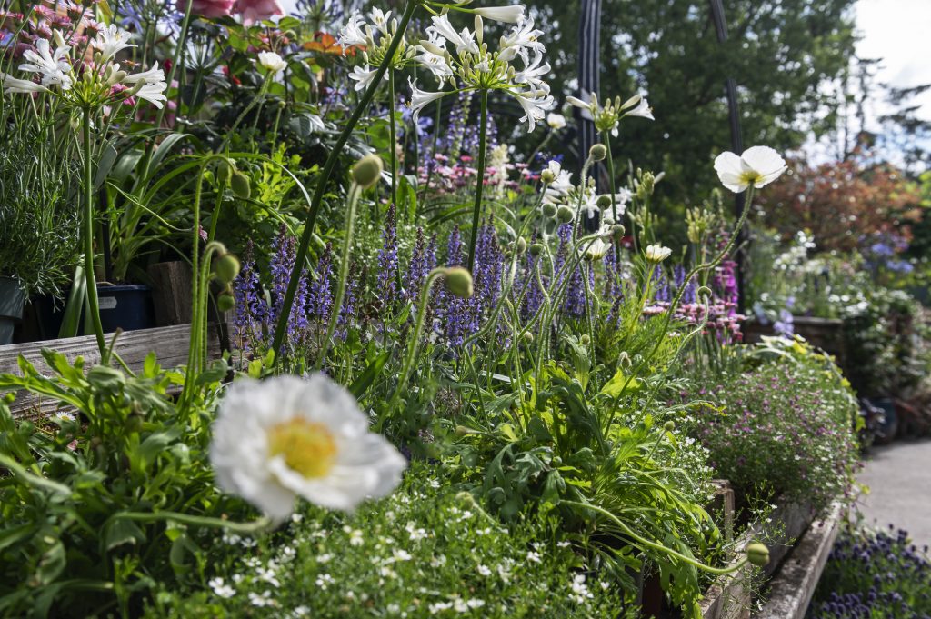 W6 Garden Centre and Café, Garden Centre, W6 Café, Hammersmith Plants, Hammersmith Garden Centre, Hammersmith Cafe, Landscape Gardening, Urban Garden, Urban landscape Garden