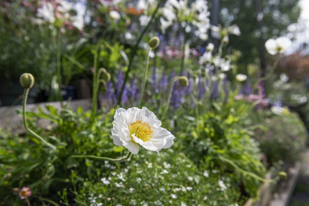 W6 Garden Centre and Café, Garden Centre, W6 Café, Hammersmith Plants, Hammersmith Garden Centre, Hammersmith Cafe, Landscape Gardening, Urban Garden, Urban landscape Garden