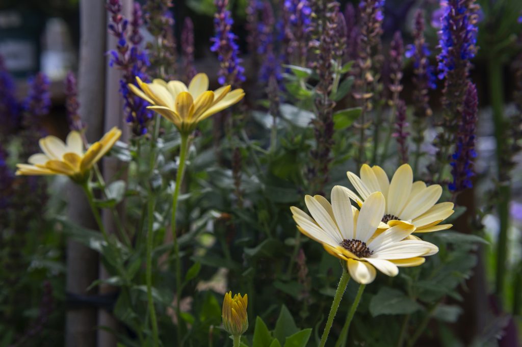 W6 Garden Centre and Café, Garden Centre, W6 Café, Hammersmith Plants, Hammersmith Garden Centre, Hammersmith Cafe, Landscape Gardening, Urban Garden, Urban landscape Garden