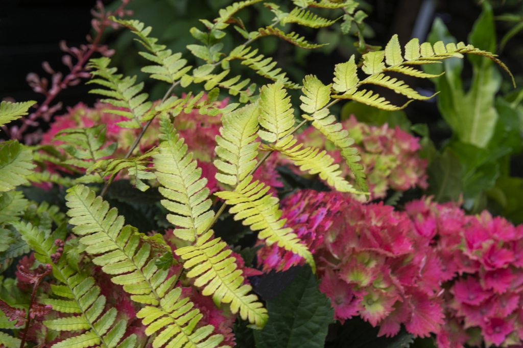 W6 Garden Centre and Café, Garden Centre, W6 Café, Hammersmith Plants, Hammersmith Garden Centre, Hammersmith Cafe, Landscape Gardening, Urban Garden, Urban landscape Garden